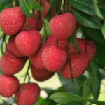 বোম্বে লিচু ৩০০ পিছ