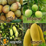 আম্রপালি ব্যানানা হাড়িভাঙ্গা বারি৪